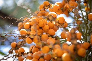 Fruit tree typical of southern Brazil butia