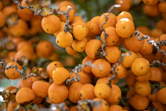 Fruit tree typical of southern Brazil butia
