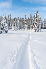 Fototapeta na wymiar Snowshoe and nordic trails in winter on Mount Washington, British Columbia, Canada