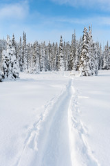 Snowshoe and nordic trails in winter on Mount Washington, British Columbia, Canada