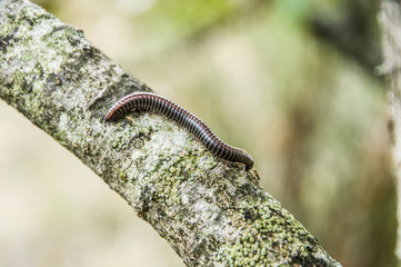 Bruco che parla alla formica