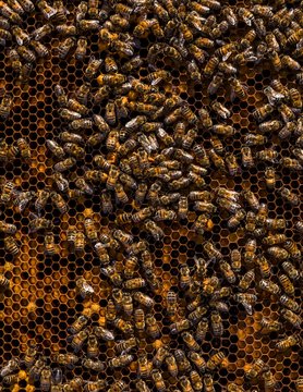 Close up of honey bees on beehive
