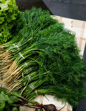 Bunches of dill on table