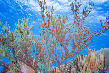 Fototapeta na wymiar Colorful branching coral in clear blue ocean water