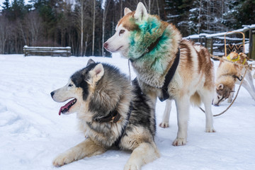 Two siberian husky funny face on the winter background. Pretty dogs. Animal concept.