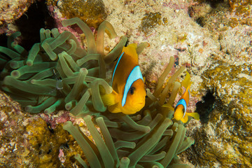 Naklejka na ściany i meble Red Sea Clown fish, anemone fish, Amphiprion bicinctus, forming a symbiotic relationship with an anemone