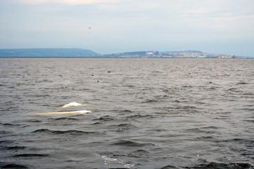 Belukha whale near the coast of Anadyr estuary