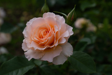 Single rose isolated with leaves on green background.