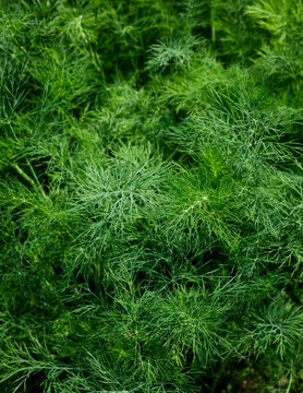 Close up of dill