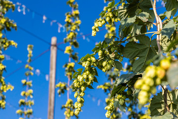 Hop field in Zatec region, Czech Republic