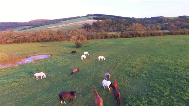 Meadow