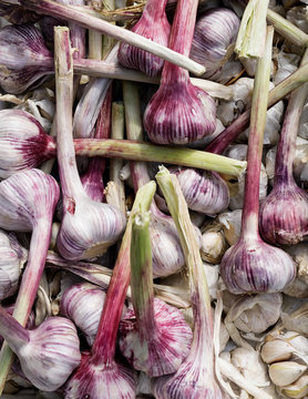 Close up of onions and garlic