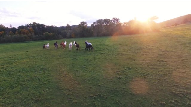 Meadow