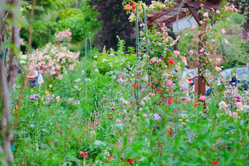 Giverny. France. Claude Monet's garden. flowers in Monet's garden. Walk through the Monet Museum