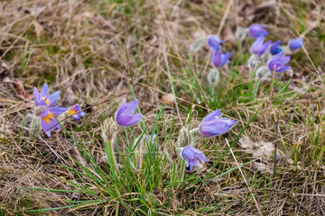 concave in NP Podyji, Czech Republic