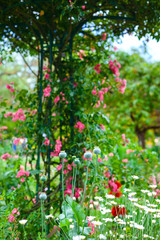 Giverny. France. Claude Monet's garden. flowers in Monet's garden. Walk through the Monet Museum