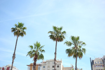 the crowns of 4 palm trees of different sizes against a blue summer sky in Barcelona Spain