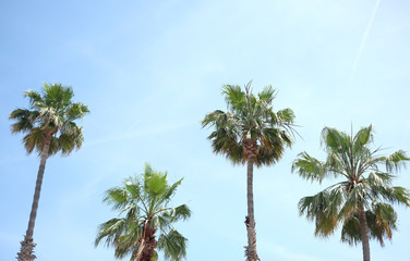 the crown of 4 palm trees of different sizes next to each other against a blue sky