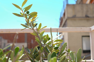 Obraz premium Branch of an olive tree on a terrace in Barcelona, Spain