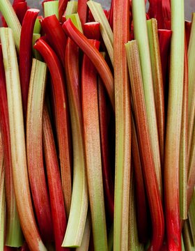 Close up of garden rhubarb stalks