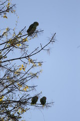 Parrots on a branch
