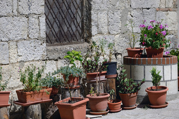 Fototapeta na wymiar flowers in the garden, countryside, small town, village, sicily, italy, italien,summer, vacation