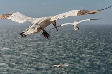 Basstölpel bei Helgoland