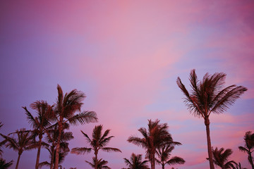 Fototapeta na wymiar beautiful violet sunset sky with palm trees in Lanzarote, horizontal color photo with copy space