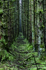 Green moss covered tree rows in a forest park, Ballypatrick forest, Ballycastle, causeway coastal route, County Antrim, Northern Ireland