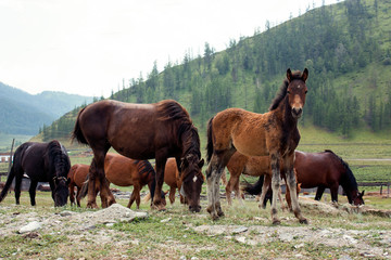 Naklejka na ściany i meble Brown horses graze in the mountains, with them a little foal