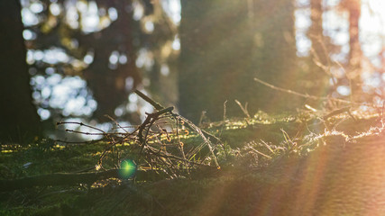 plants and moss in forest in sunrise