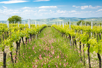 floral spacing in organic vineyard near Velke Bilovice, Moravia, Czech Republic