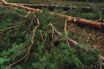 Deforestation, cutting pine forest, wooden logs on the ground in forest.