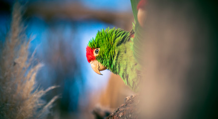 The Cordilleran parakeet Psittacara frontatus portrait in the afternoon light.