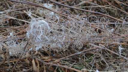 Sprig with longhaired small seeds of cypress (epilobium) in late autumn close-up