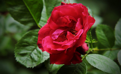 Scarlet rose flower