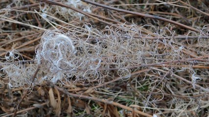 Sprig with longhaired small seeds of cypress (epilobium) in late autumn close-up