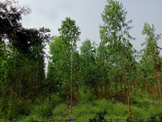 Eucalyptus farming in india