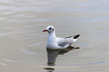 black headed gull winter on water