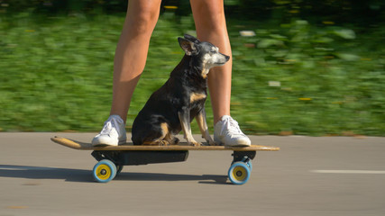CLOSE UP: Senior dog sits on the skateboard and cruises through park with owner. © helivideo