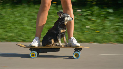 CLOSE UP: Senior dog sits on the skateboard and cruises through park with owner.
