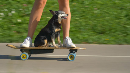 CLOSE UP: Adorable senior dog cruises through the park on an electric longboard