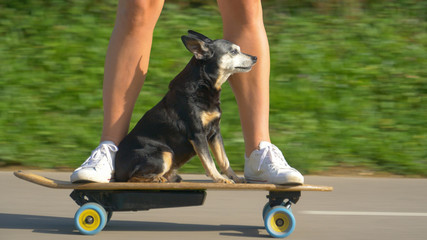 CLOSE UP: Cute pinscher puppy enjoys a scenic skateboard ride on hot summer day.
