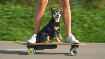 PORTRAIT: Senior dog sits on the skateboard and cruises through park with owner. © helivideo