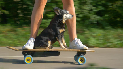 CLOSE UP: Senior miniature pinscher enjoys a skateboard ride through the park. © helivideo