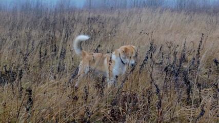 A dog in an autumn meadow tracks down its prey