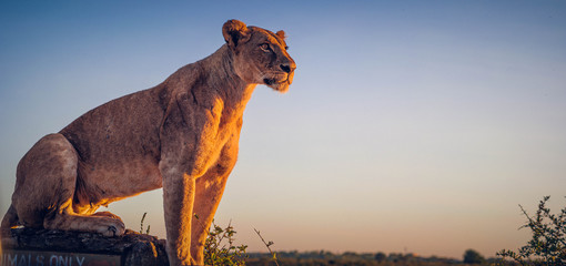 lioness in the sunset - obrazy, fototapety, plakaty