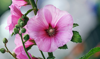 Pink mallow flowers - obrazy, fototapety, plakaty