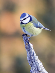 Blue tit