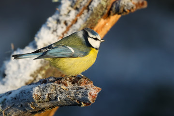 Blue tit